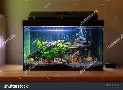 Cool Freshwater Fish Aquariums