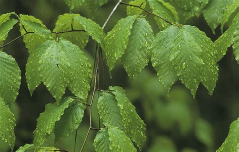 Five Varieties of Beech Trees