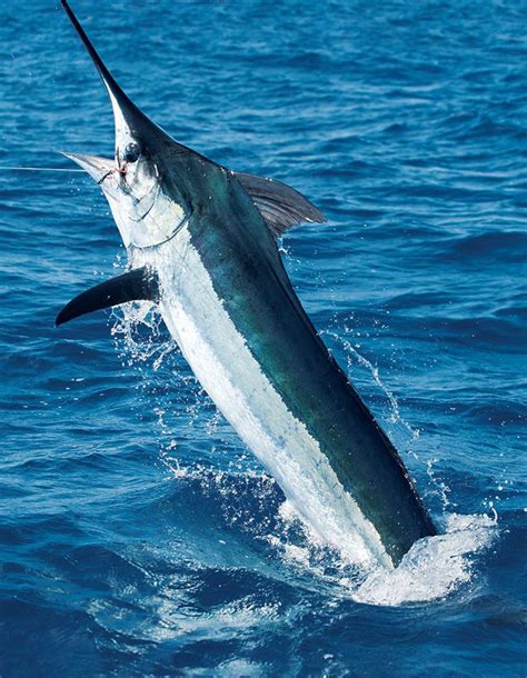 Blue Marlin - Punta Cana Fishing Charters - Fishing Pro Exclusive Punta ...