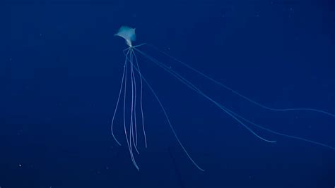 This Bigfin Squid Is a Spaghetti-Armed Nightmare of the Deep - Nerdist