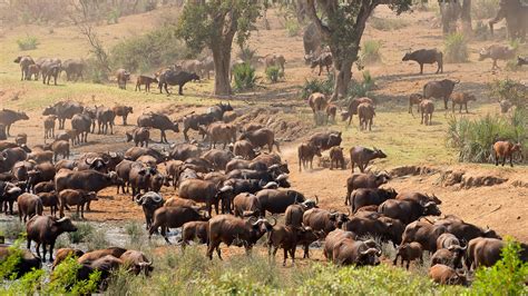 Are There Too Many Elephants in Kruger National Park? | Britannica