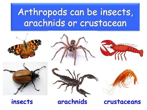 Arthropods