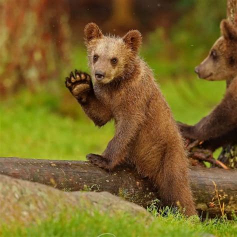 Finland’s forest where a teacher took photos of baby bears dancing ...