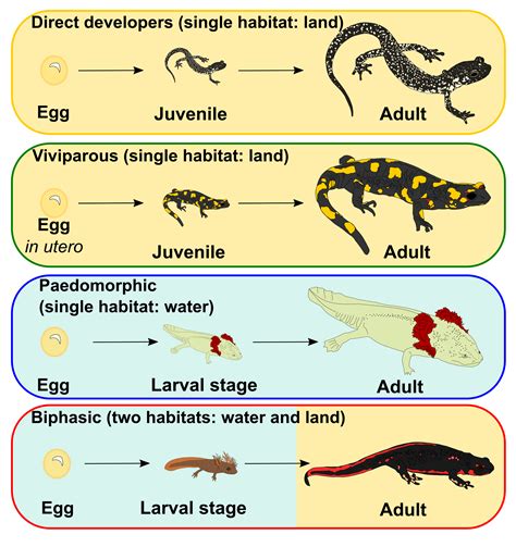 Salamanders Life Cycle