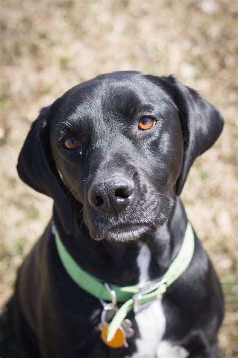 Pointer Lab mix just loved to pose for me... I May have had a few ...