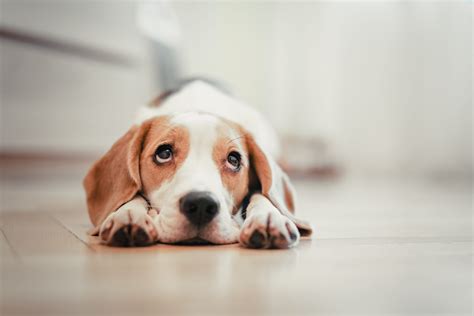 The surprising reason that dogs sometimes have 'sad eyes' | GoodtoKnow