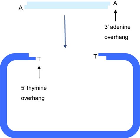 How TA cloning works. TA cloning is dependent on single base adenine 3 ...