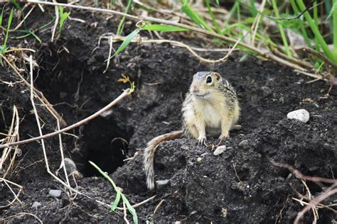 Thirteen-lined Ground Squirrel Burrow - Courtney Celley