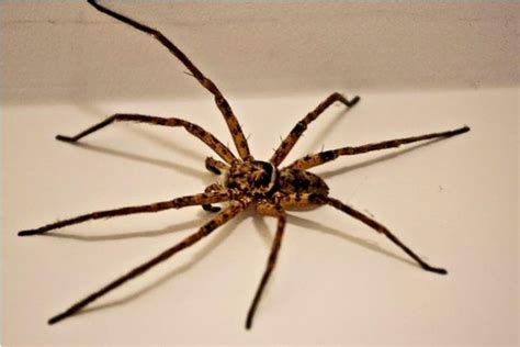 huntsman spider facts - Animals Time