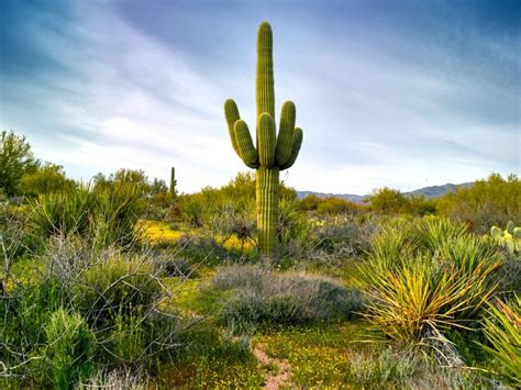 Growing Saguaro Cactus: Information On Saguaro Cactus Care