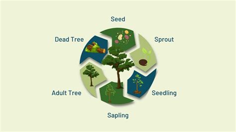 The Lifecycle of a Tree - National Forest Foundation