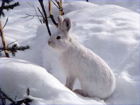 Snowshoe Hare - Gates Of The Arctic National Park & Preserve (U.S ...