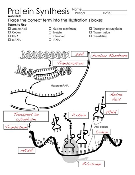 Protein Synthesis Worksheet Lesson Plans Inc