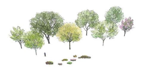 SketchupTrees - Sketchup Trees, 2D Trees, 3D Trees Sketchup