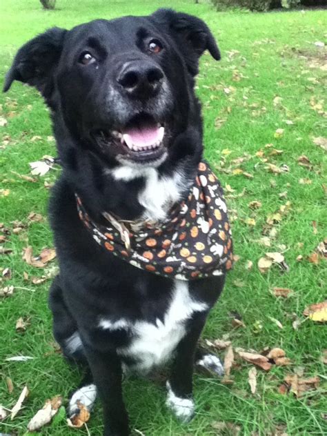 Border Collie Blue Heeler Black Lab Mix - All About Logan