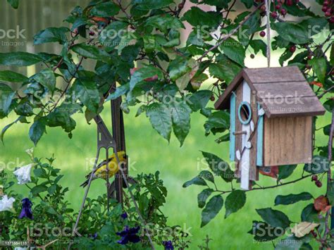 American Goldfinch By Wooden Birdhouse Stock Photo - Download Image Now ...