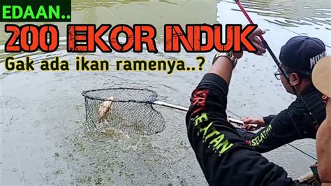 LOMBA MANCING IKAN MAS-- INDUK SEMUA.!? - YouTube