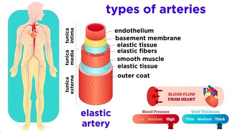 Function of blood vessels in circulatory system