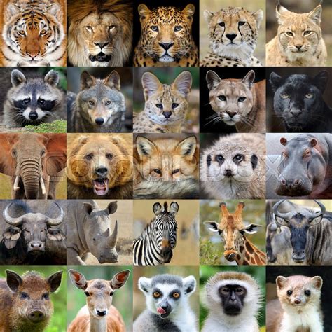 Collage with 25 wildlife animal ... | Stock image | Colourbox