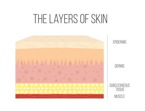 15 Things You Didn't Know About Your Skin | Lionesse