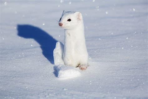 Stoat (Winter Coat) | Focusing on Wildlife