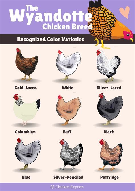 The Silver Laced Wyandotte - 23 Tips from The Experts!😍 - chickenexperts