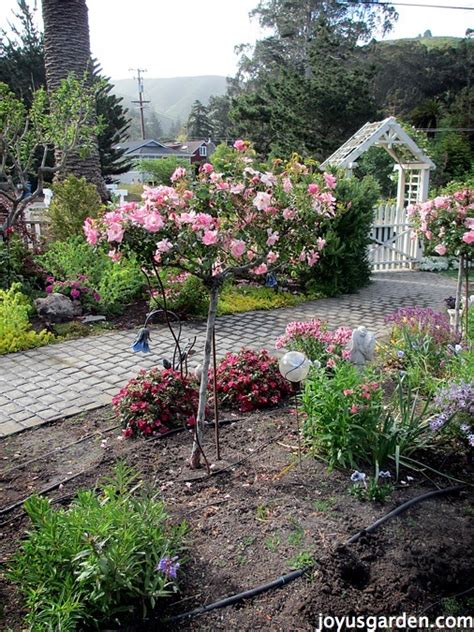 How To Prepare and Plant A Flower Bed