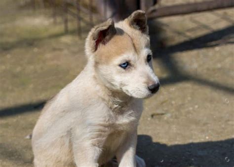 German Shepherd Husky Guide