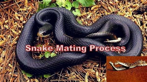 Snake Mating Process || Know Snake Reproduction Process || Snake Mating ...