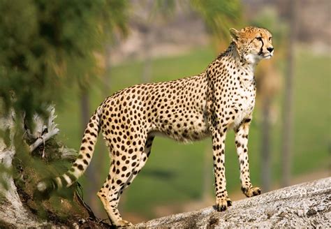 Cheetah | Description, Speed, Habitat, Diet, Cubs, & Facts | Britannica