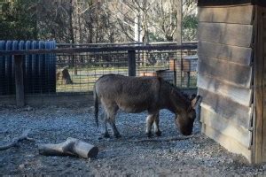 Learn & Explore at the WNC Nature Center | Western NC Nature Center