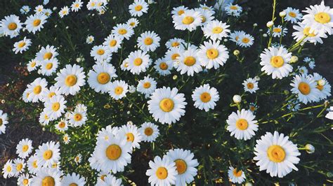 White and Yellow Daisy Flowers in a Garden