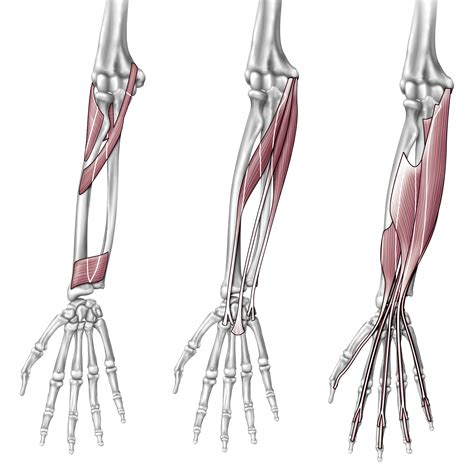 Elbow and Forearm - Orthogate Press