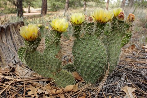 Prickly Pear Cactus (Opuntia spp.) - Mountain Herbalism