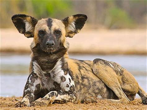 Wildlife organisations take hands to save endangered African Wild Dog | OFM