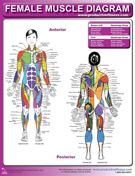 [DIAGRAM] Female Muscle Chart Diagram - MYDIAGRAM.ONLINE