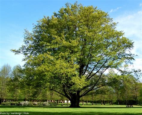 Interesting facts beech trees | Just Fun Facts