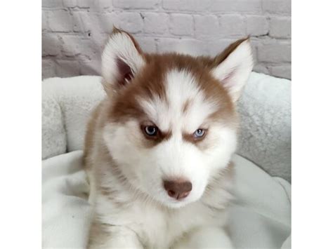 Siberian Husky Puppy Red / White ID:2531 Located at Petland Mason, Ohio