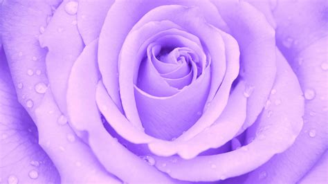 Download Water Drop Purple Flower Flower Nature Rose 4k Ultra HD Wallpaper