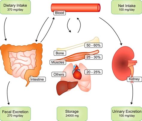 Magnesium - Muscle Cramps and Pain - Essence of Wellness