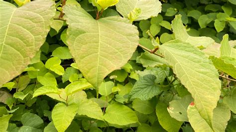 Japanese Knotweed and Psyllid and on the Walnut Creek Greenway ...