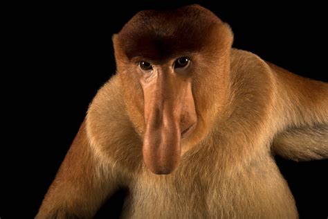 Proboscis Monkey (Nasalis larvatus) - Joel Sartore