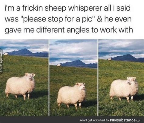 15 Sheep Memes – FunnyFoto - Page 7