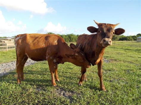 Florida Cracker Cattle - The Livestock Conservancy