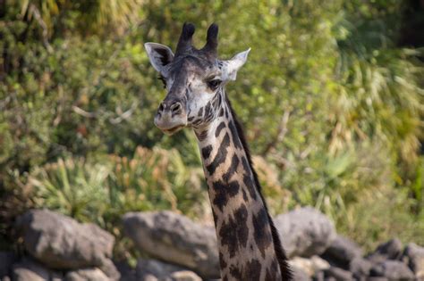 Giraffe Feeding Experience | Brevard Zoo