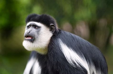 Colobus Monkey: 17 Facts About Africa’s Most Enchanting Monkey