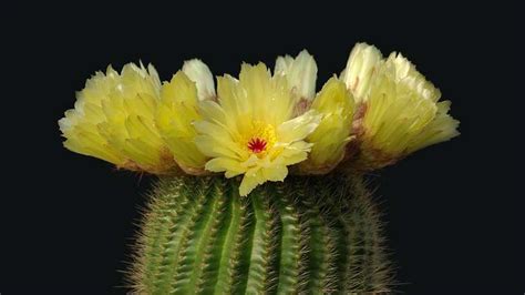 How Often Does a Cactus Flower Bloom & When to Expect It