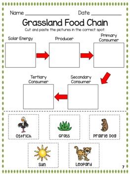 Grassland Food Pyramid For Kids