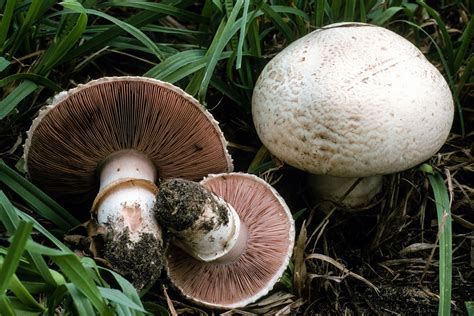 California Fungi: Agaricus bisporus