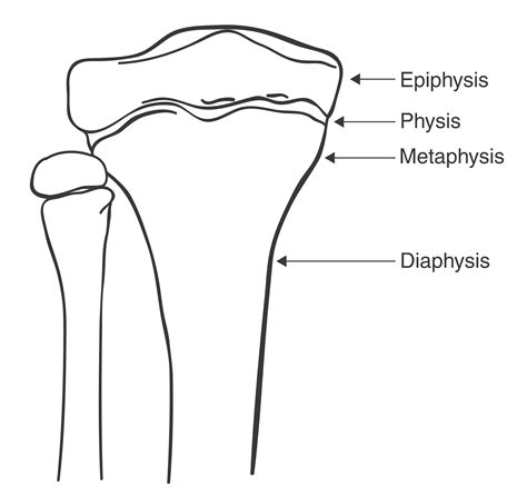 Bone Formation - Orthogate Press